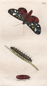 The Scarlet Tiger Moth